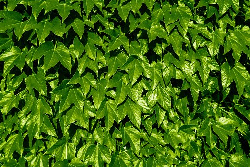 Фон плющ на стене