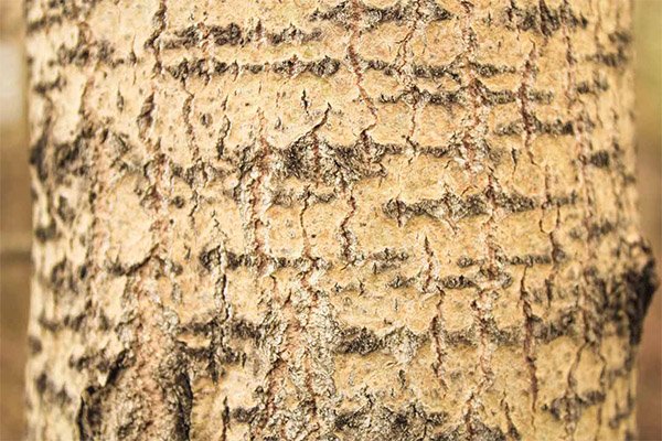 Осина (кора), 30гр