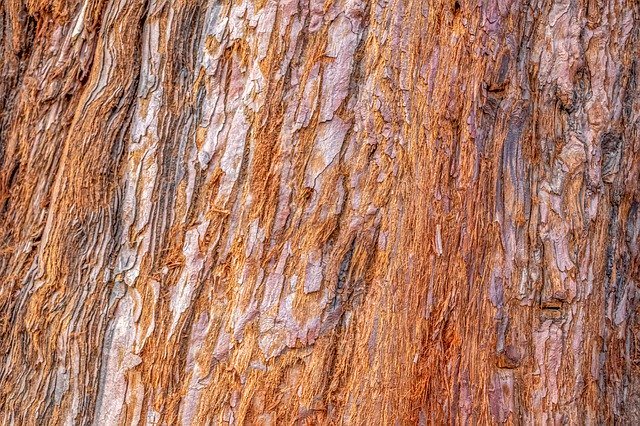 Секвойя цвет древесины