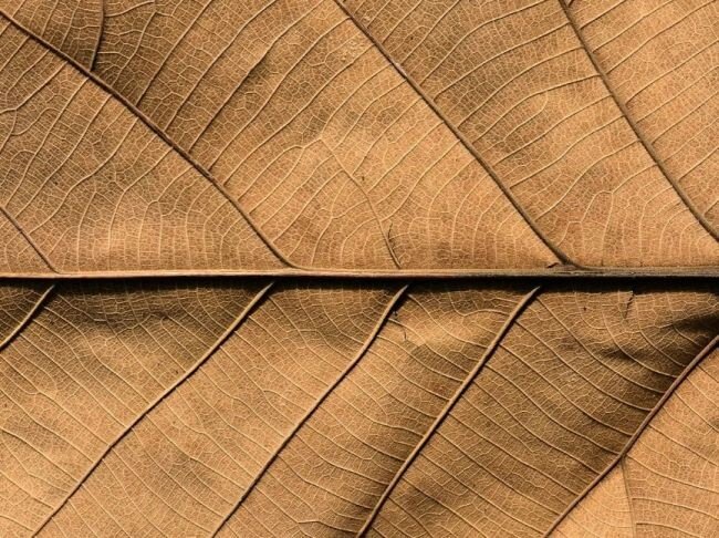 Листья табака