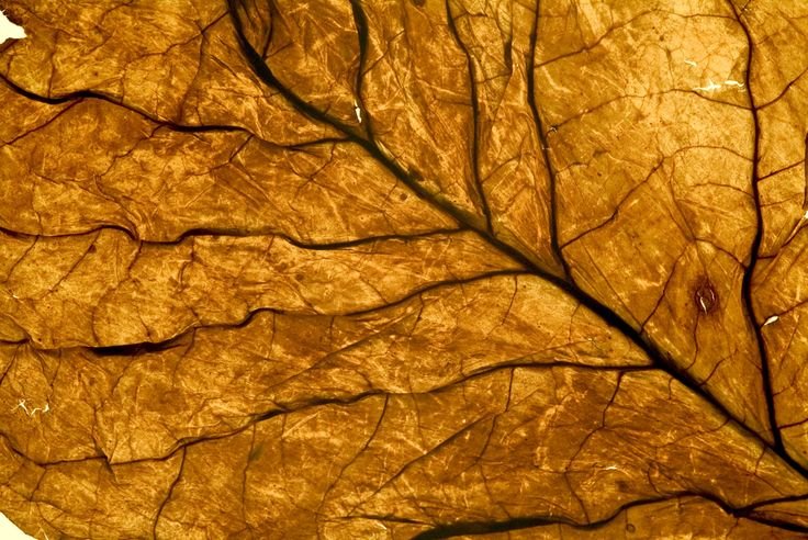 Табак листья