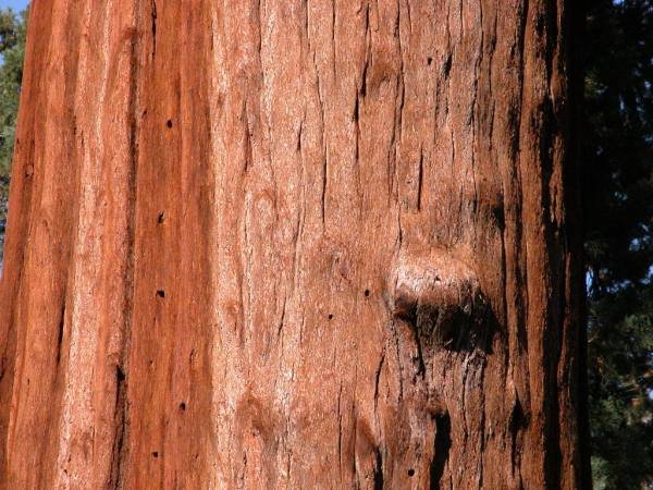 Дерево секвойядендрон