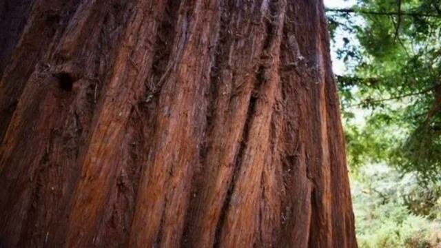 Секвойя дерево