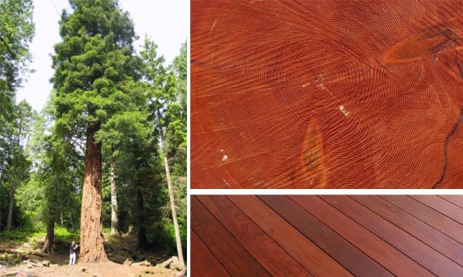 Секвойя дерево спил