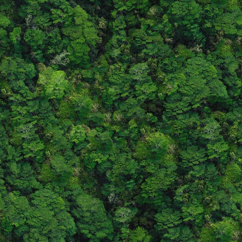 Текстура леса