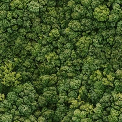 Текстура леса