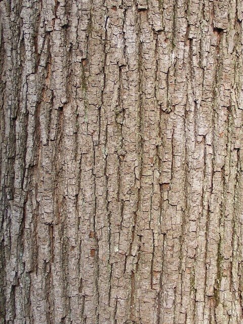 Липа кора ствол