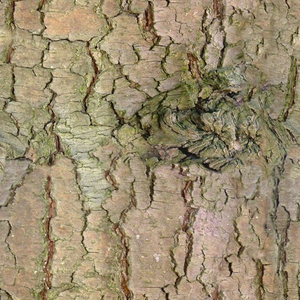 Текстура коры дерева бесшовная