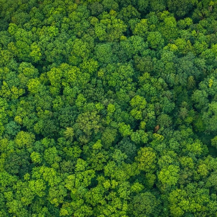 Лес сверху