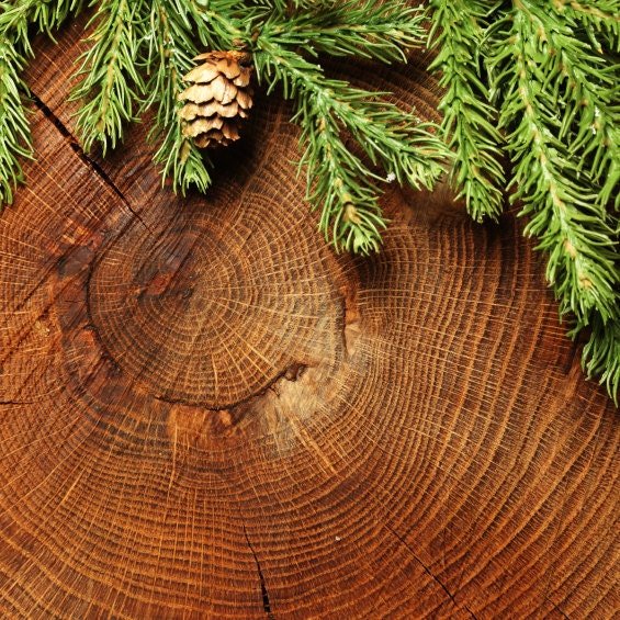 Ель текстура древесины