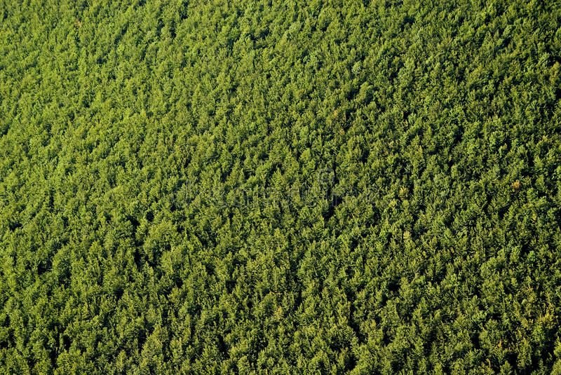 Сосновый лес вид сверху