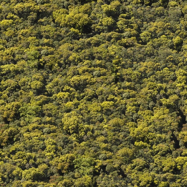 Текстура леса