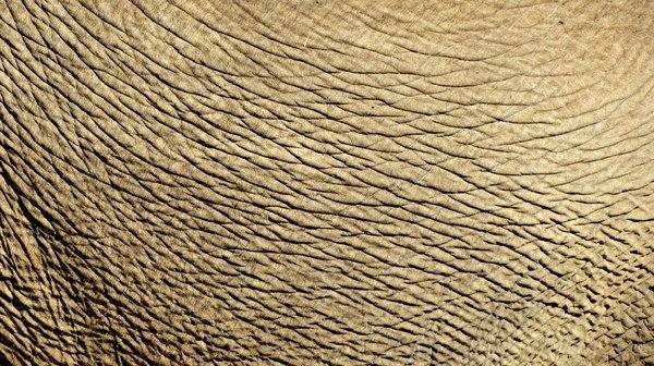 Морщины текстура