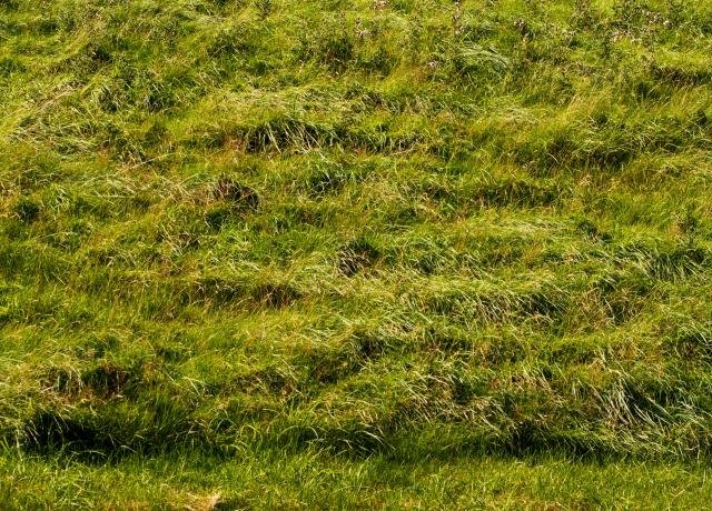 Текстура травы