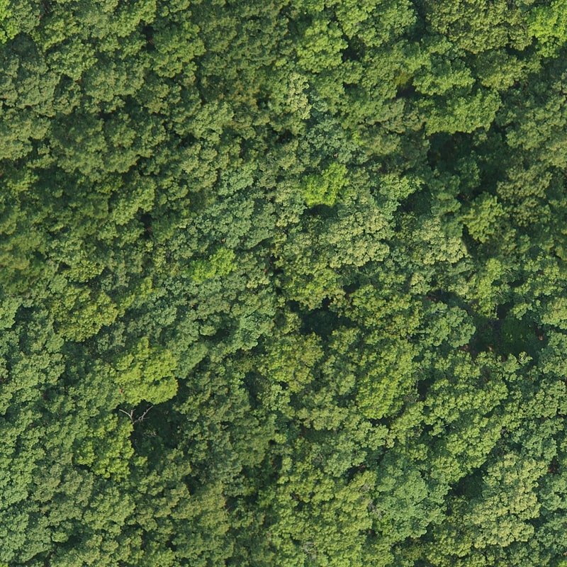 Лес сверху текстура