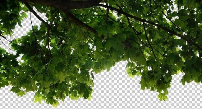 Дерево Альфа канал