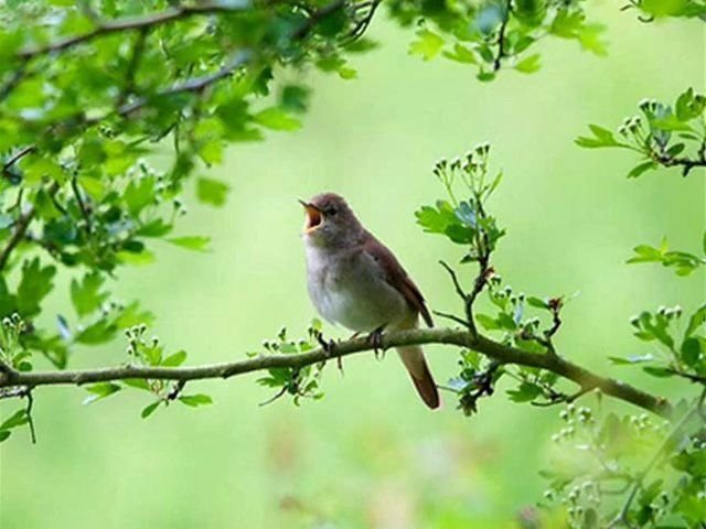 Сандугач фото птицы
