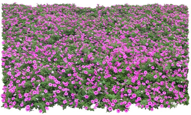 Флоксы почвопокровные