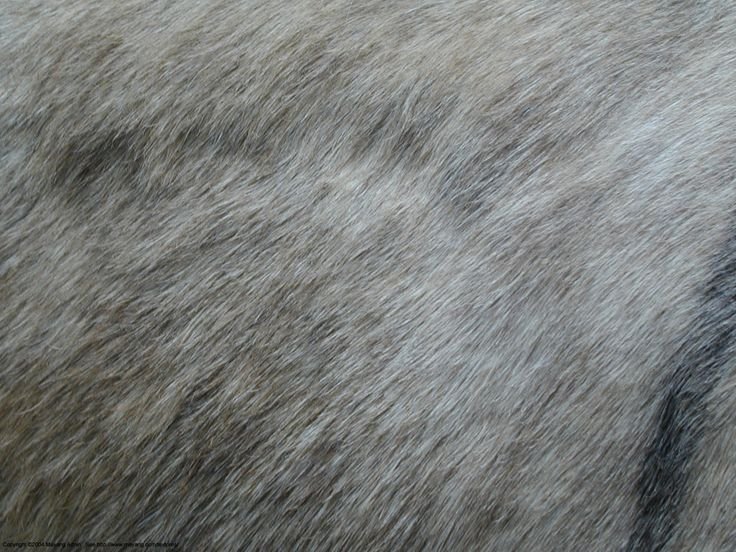 Текстура шерсти