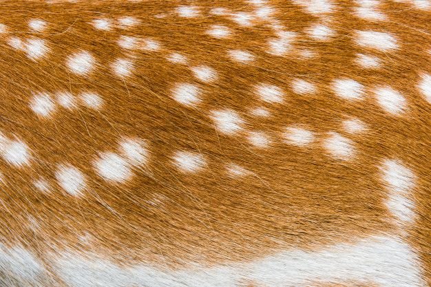 Шкура оленя текстура