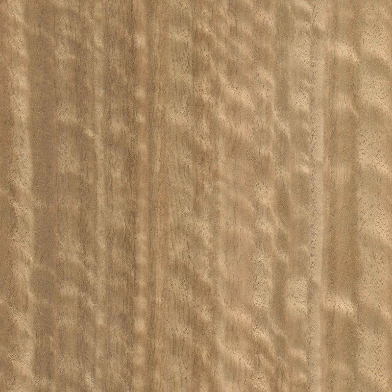 Эвкалипт мореный Frize