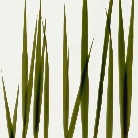 Листья камыша