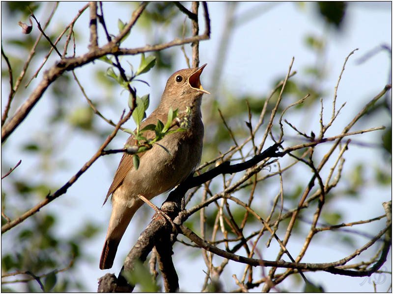Соловей птичка певчая