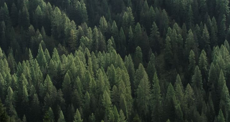 Темнохвойная Пихтовая Тайга Сибирь