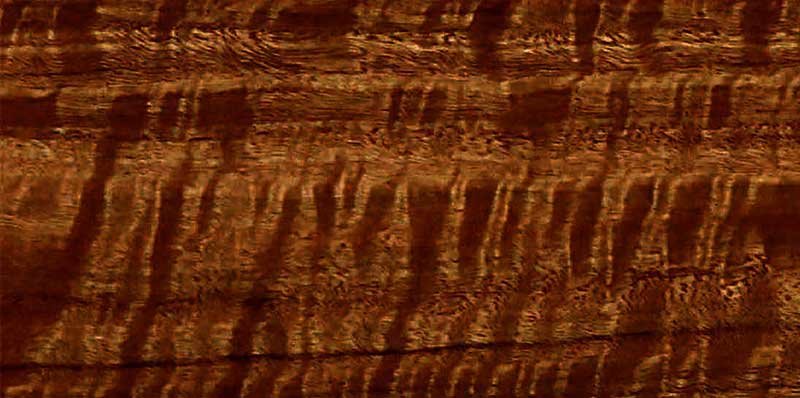 эвкалипт мореный