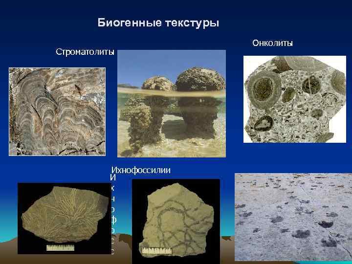 Строматолиты систематика
