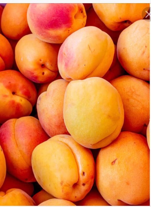 Абрикос Шалах