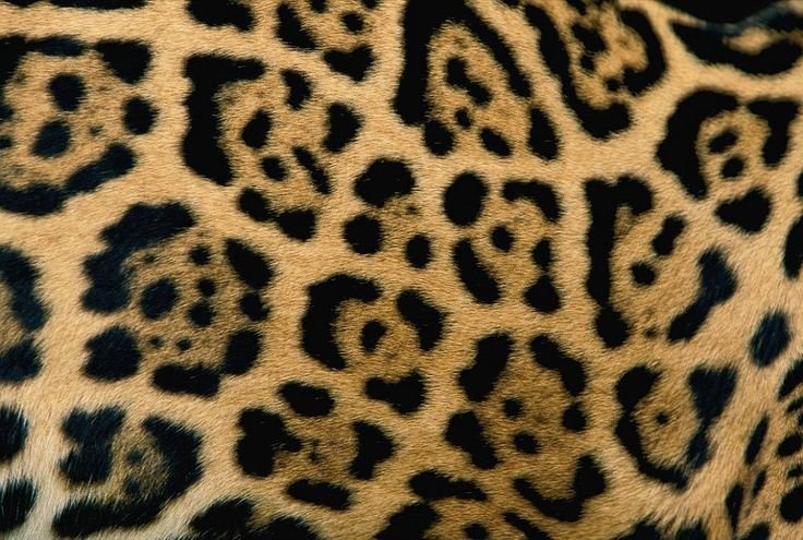 Леопард гепард Ягуар