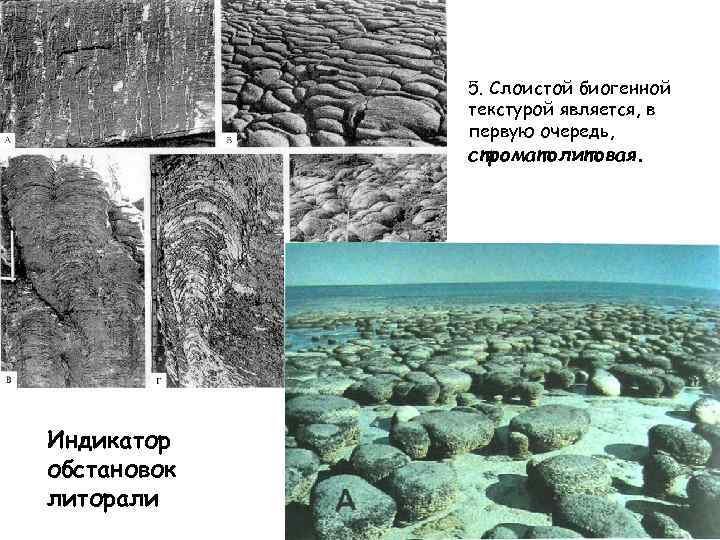 Биогенные текстуры