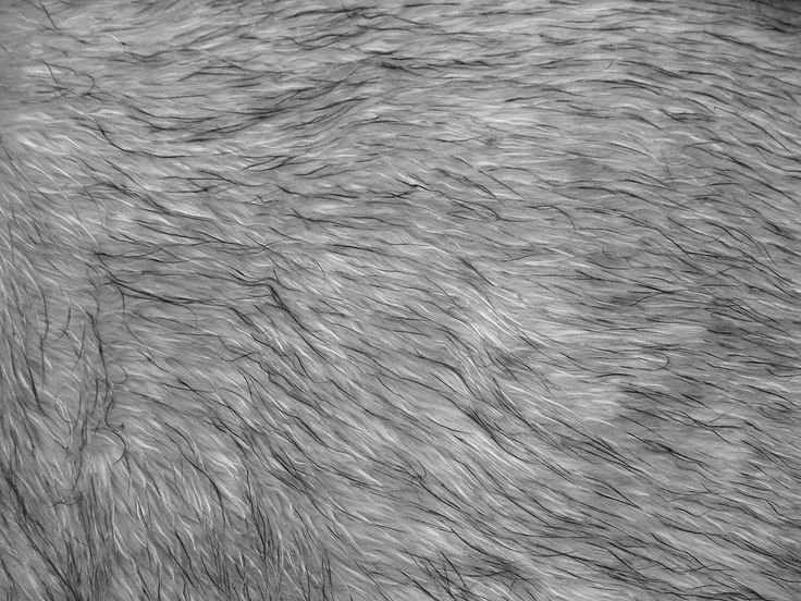 Текстура шерсти