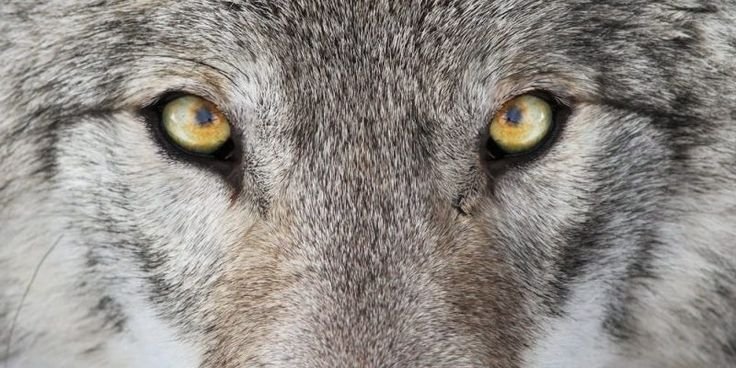Глаз волка