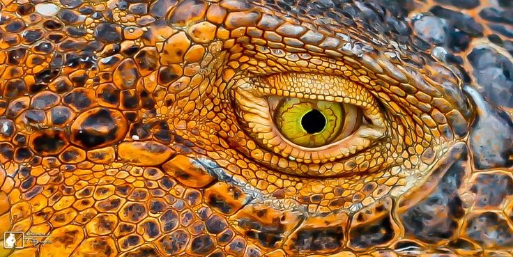 Кожа рептилии текстура