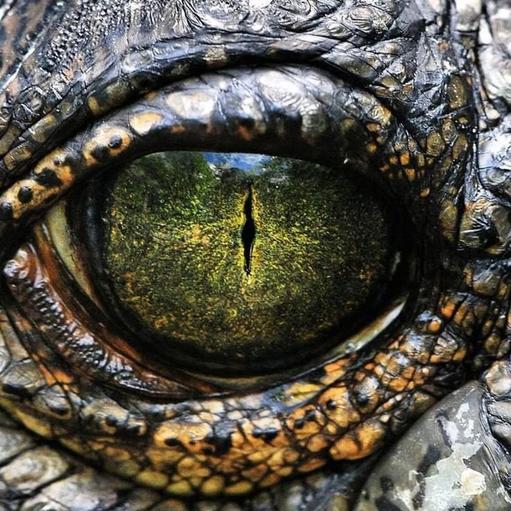 Глаз рептилии