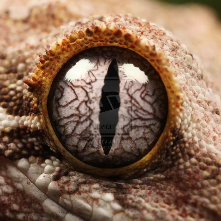 глаз ящерицы