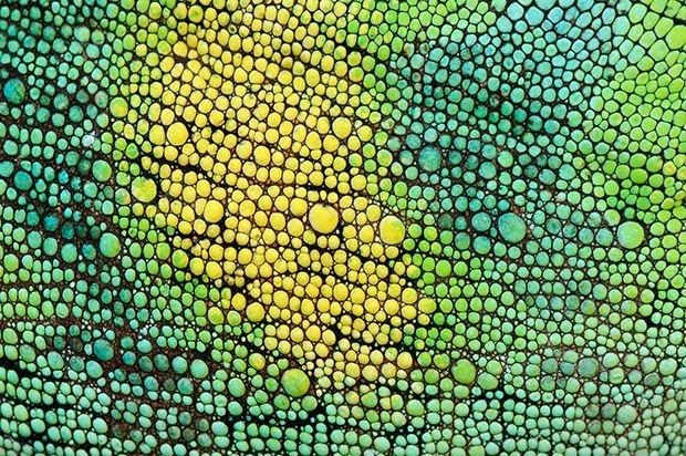 Кожа рептилии текстура