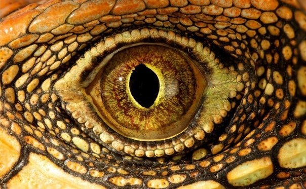 Глаза змеи