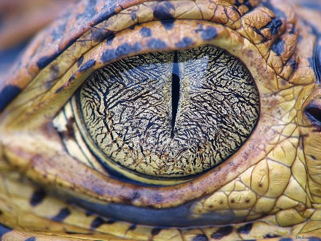 Зрачок ящерицы