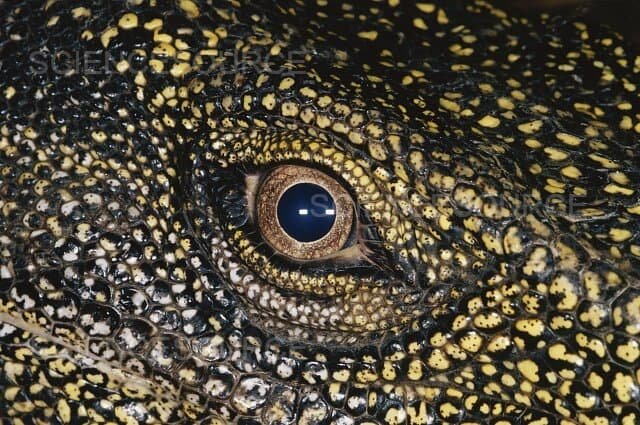 Глаз варана