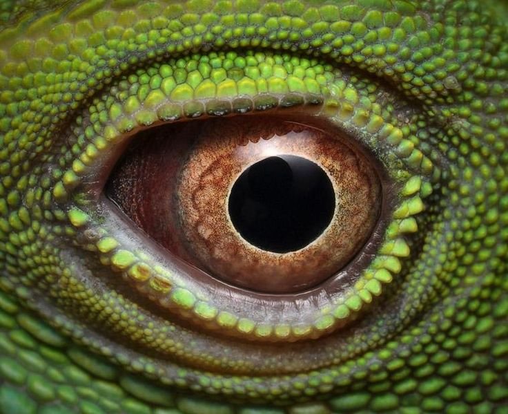 Игуана Варан глаз