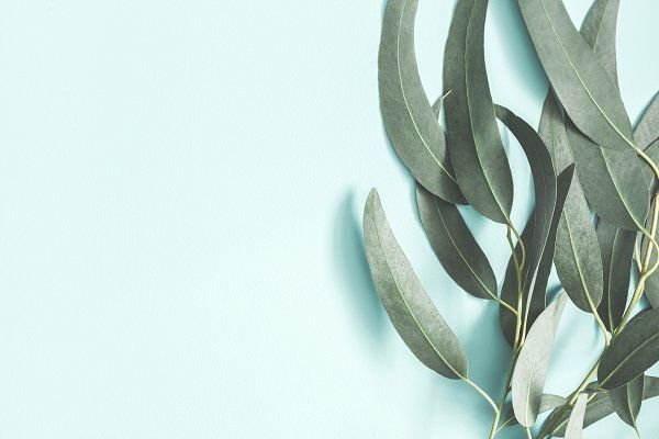 Эвкалипт иволистный