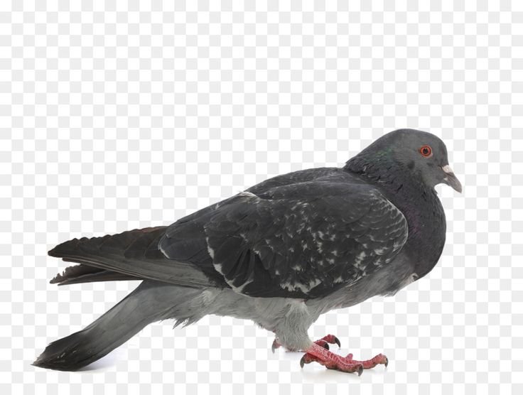 Голубь на белом фоне