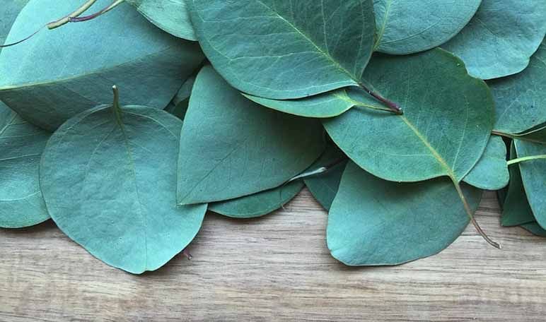 Эвкалипт текстура