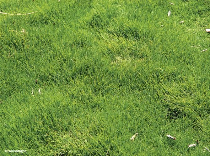 Текстура трава архикад