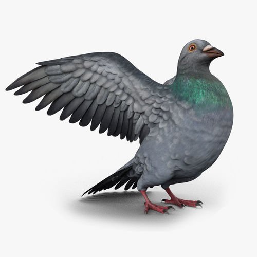 Pigeon 3d model