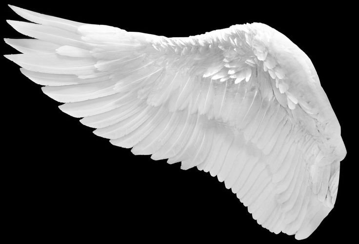 Белые Крылья