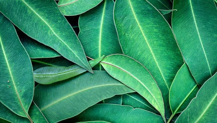 Листья эвкалипта Австралии